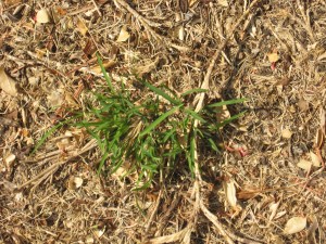 A tuft of green broke through!